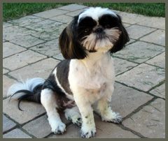 Trams Shih Tzu - Tequila